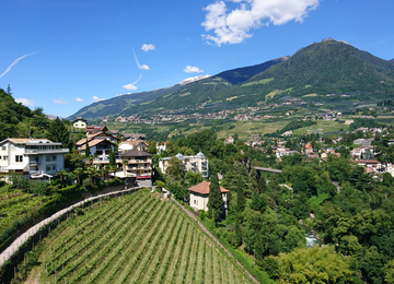 Weinreben,Häuser,Himmel | © (C) Manuela Strasser